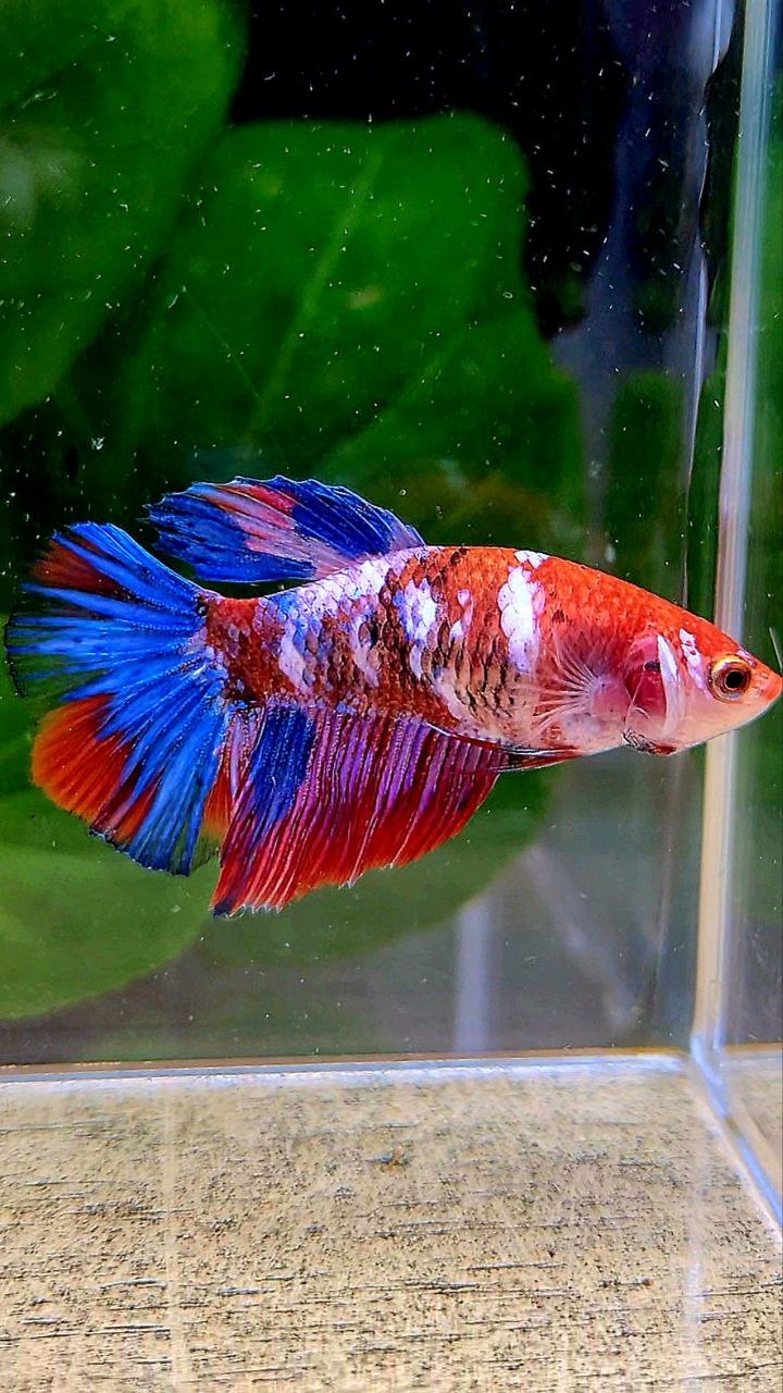 FEMALE HALFMOON RED PURPLE GALAXY MULTICOLOR BETTA FISH