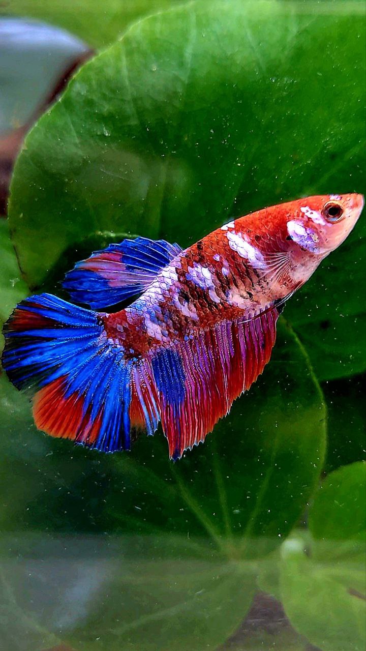 FEMALE HALFMOON RED PURPLE GALAXY MULTICOLOR BETTA FISH