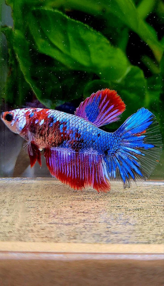FEMALE HALFMOON PURPLE BLUE MULTICOLOR BETTA FISH