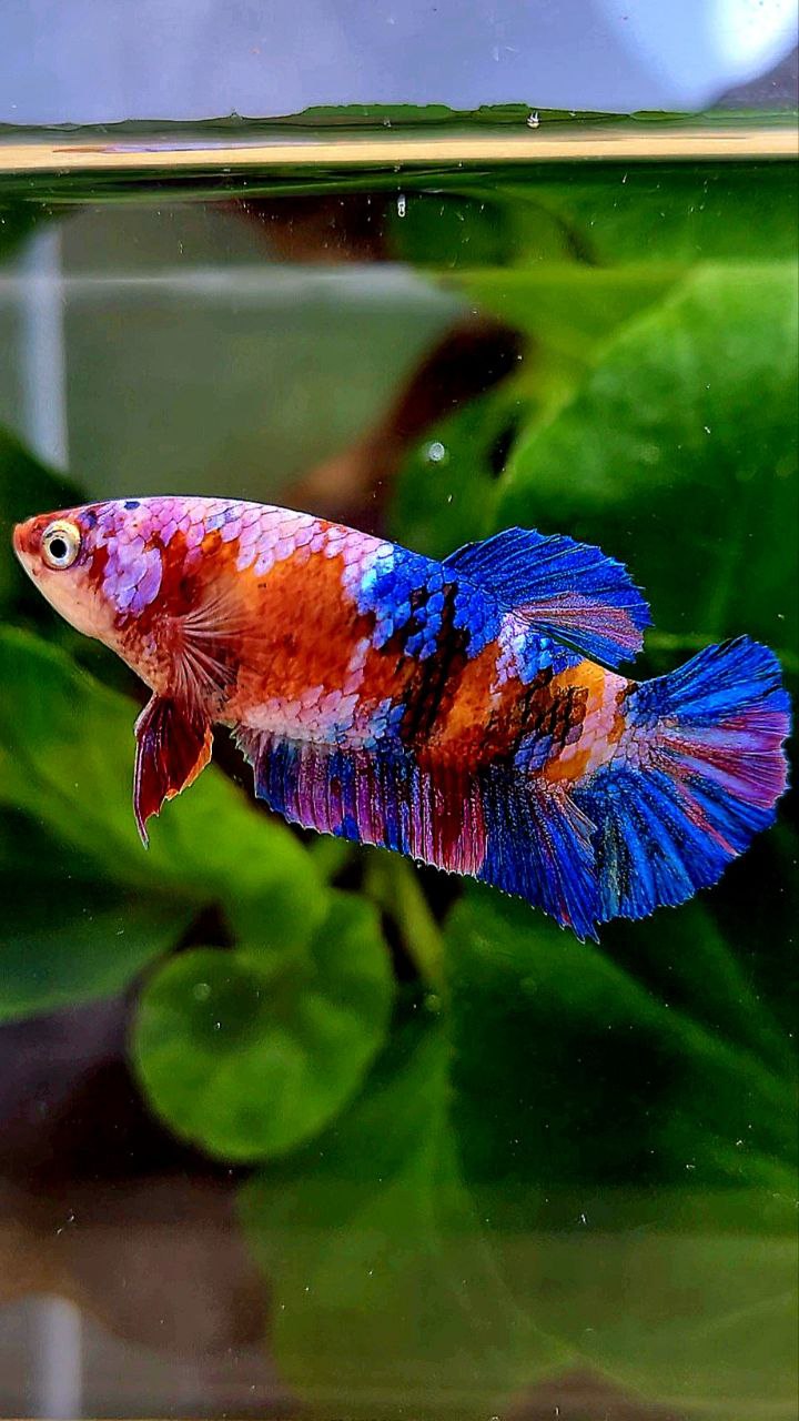 FEMALE PLAKAT ORANGE GALAXY MULTICOLOR BETTA FISH