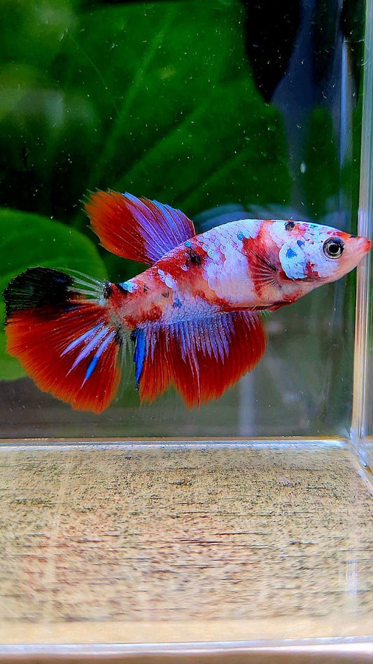 FEMALE HALFMOON RED GALAXY MULTICOLOR BETTA FISH