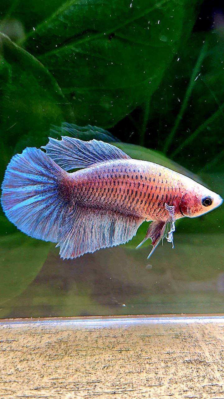 FEMALE HALFMOON BIG EAR BLUE GRAY GRIZZLE BETTA FISH