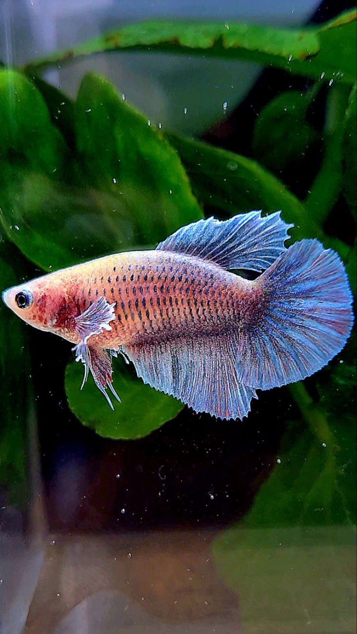 FEMALE HALFMOON BIG EAR BLUE GRAY GRIZZLE BETTA FISH
