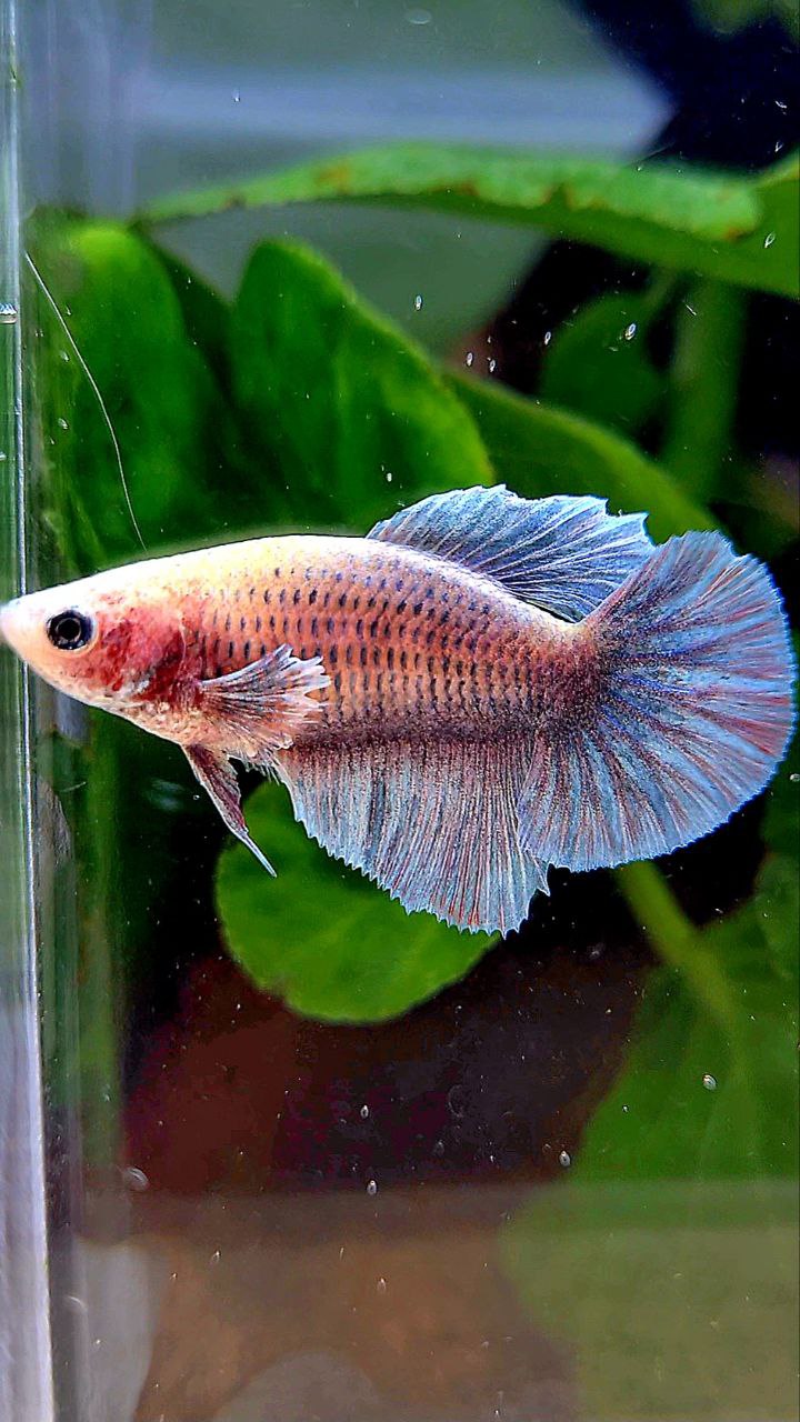 FEMALE HALFMOON BIG EAR BLUE GRAY GRIZZLE BETTA FISH