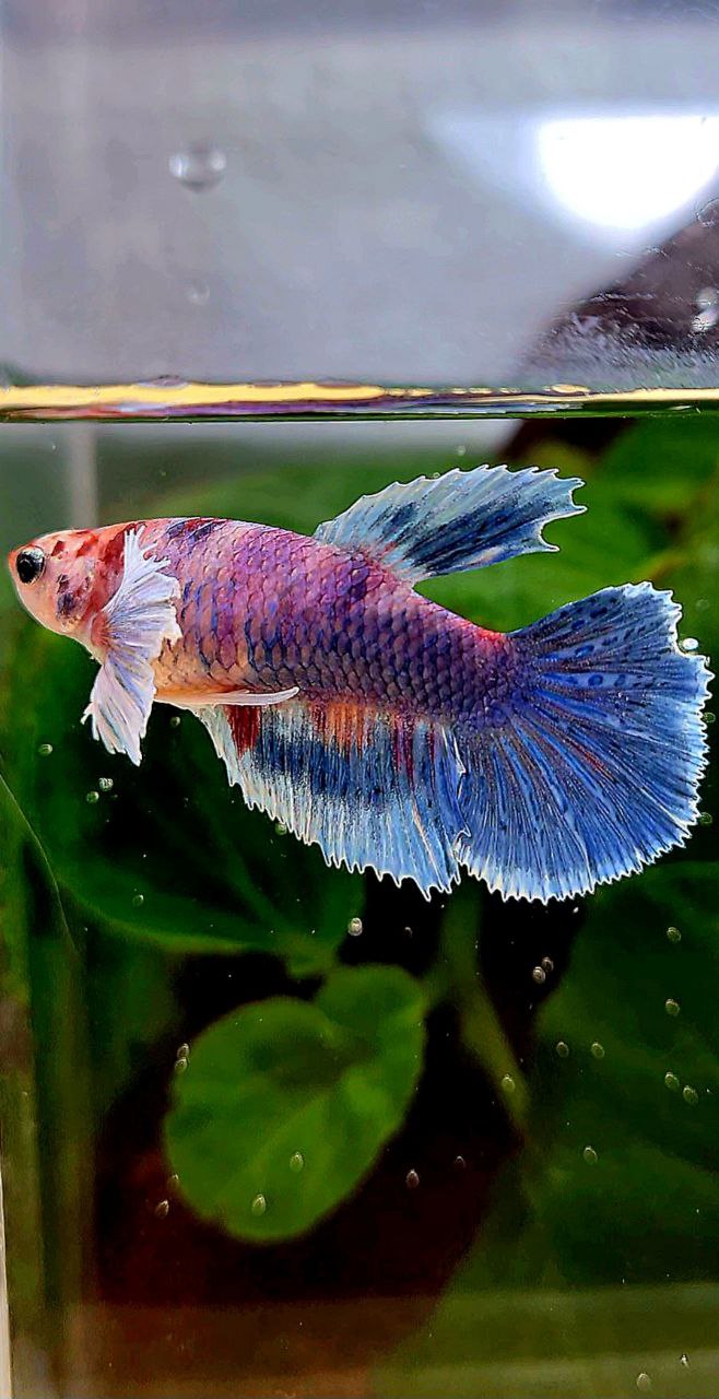 FEMALE HALFMOON DUMBO EAR BLUE MARBLE MULTICOLOR BETTA FISH