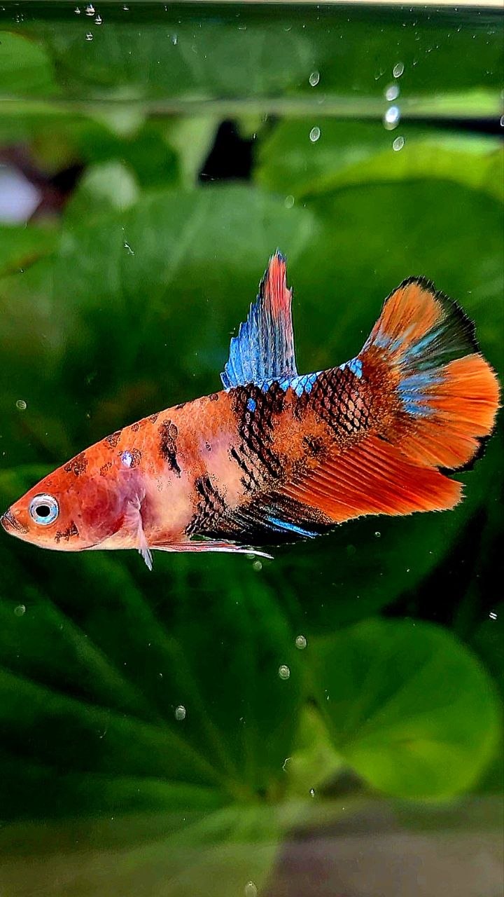 FEMALE HALFMOON ORANGE KOI GALAXY MULTICOLOR BETTA FISH