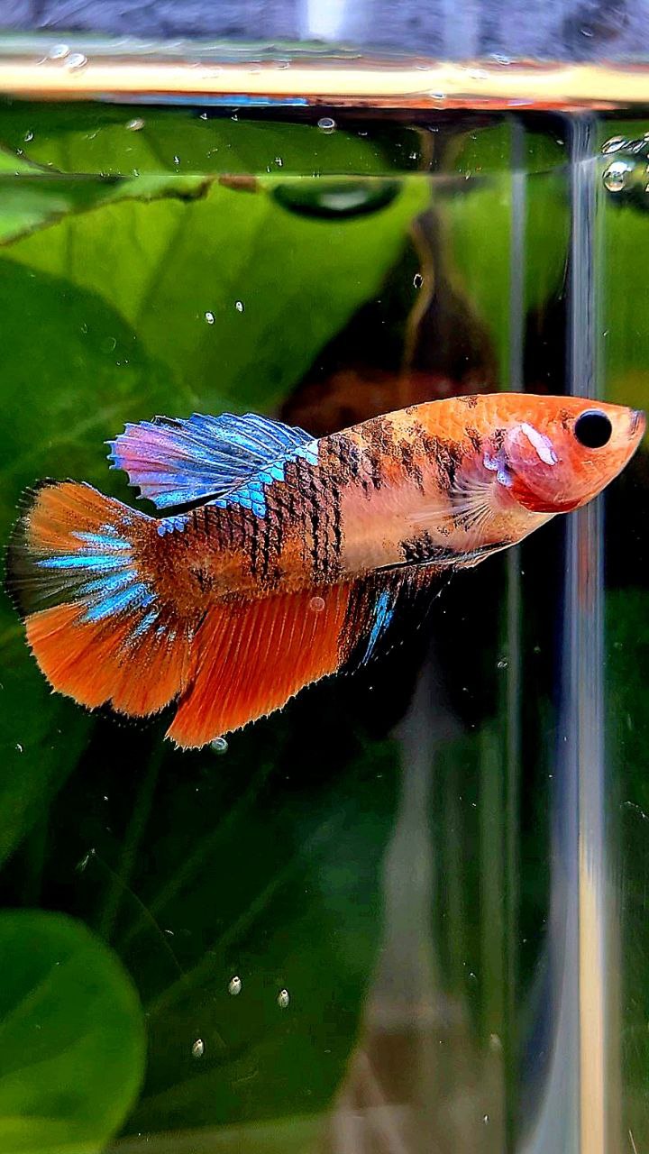 FEMALE HALFMOON ORANGE KOI GALAXY MULTICOLOR BETTA FISH