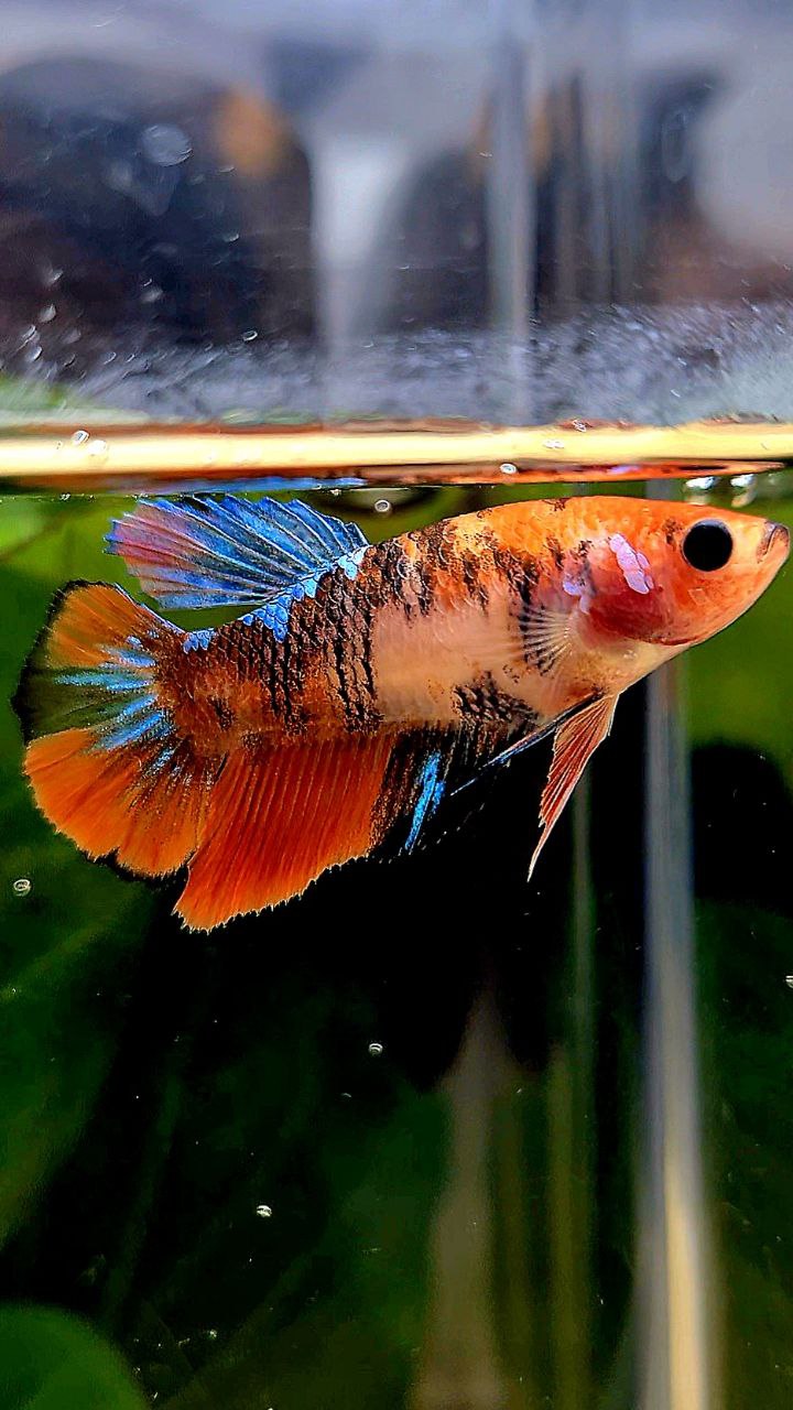 FEMALE HALFMOON ORANGE KOI GALAXY MULTICOLOR BETTA FISH