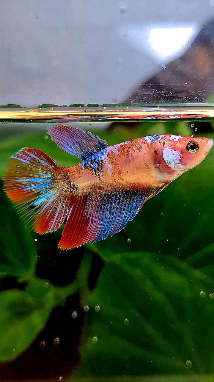 FEMALE HALFMOON KOI GALAXY MULTICOLOR BETTA FISH