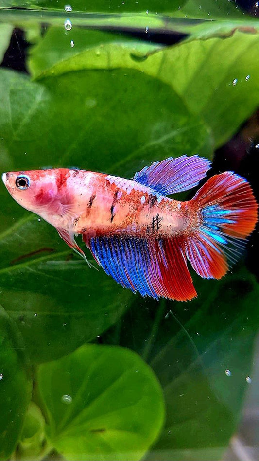 FEMALE HALFMOON KOI GALAXY MULTICOLOR BETTA FISH