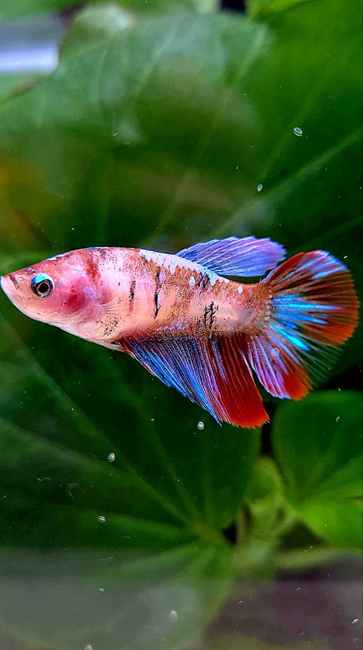 FEMALE HALFMOON KOI GALAXY MULTICOLOR BETTA FISH