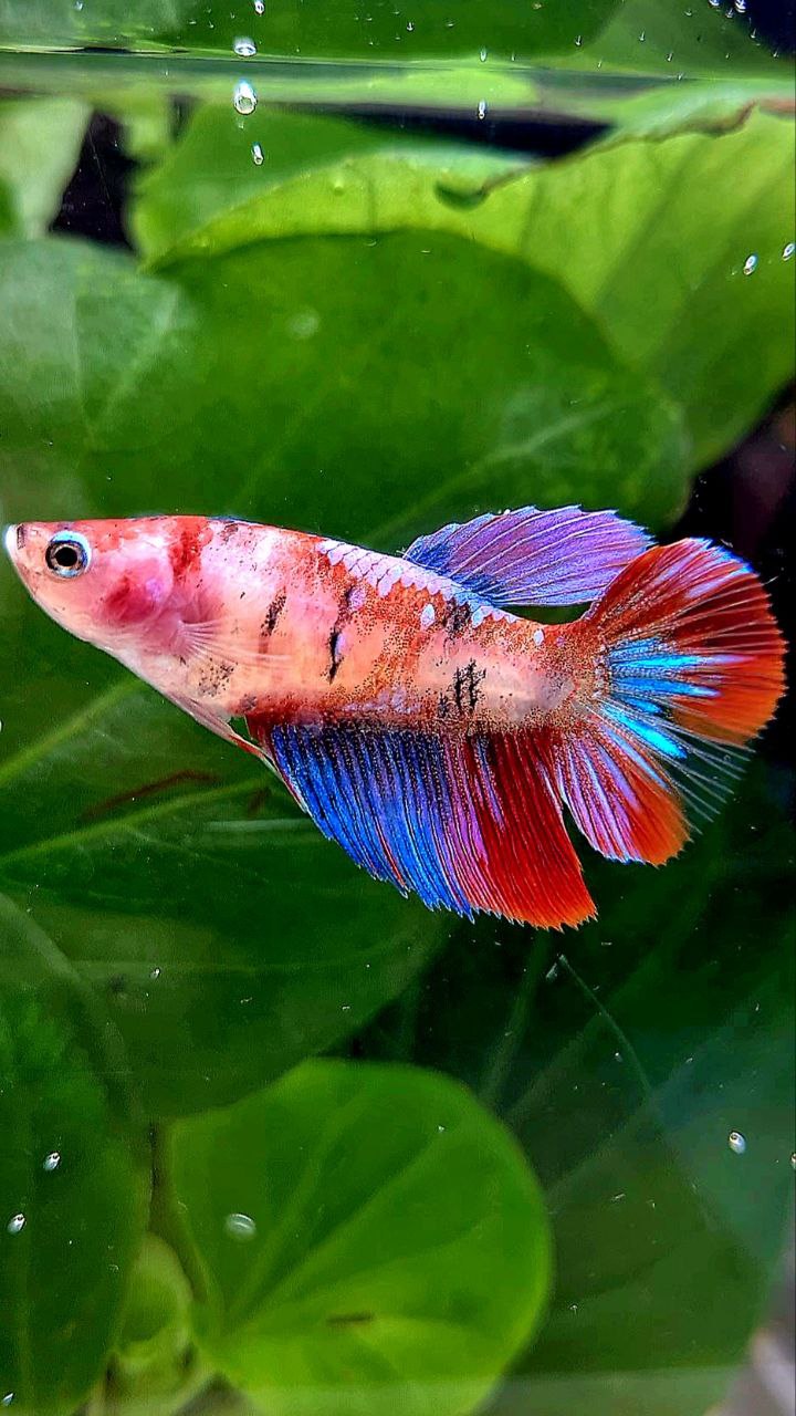 FEMALE HALFMOON KOI GALAXY MULTICOLOR BETTA FISH