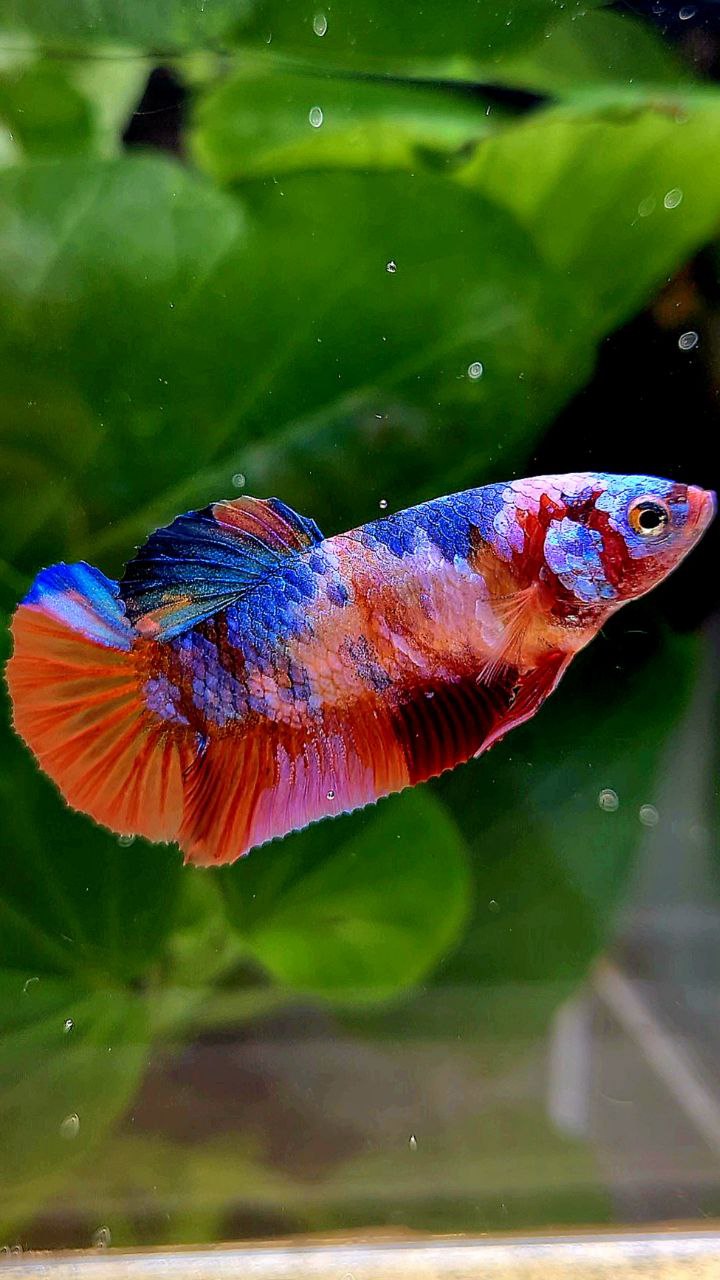 FEMALE PLAKAT ORANGE CANDY GALAXY MULTICOLOR BETTA FISH
