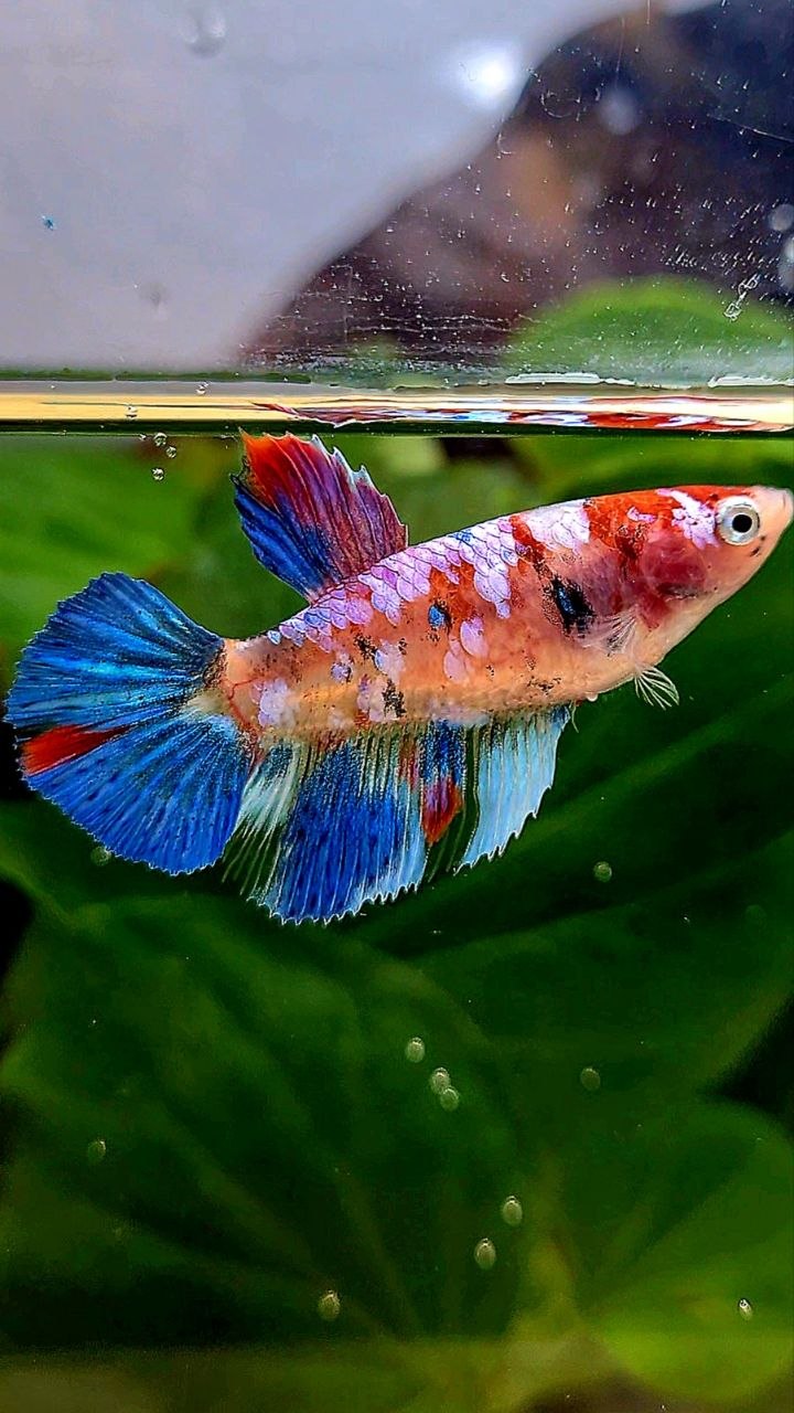 FEMALE HALFMOON KOI GALAXY MULTICOLOR BETTA FISH