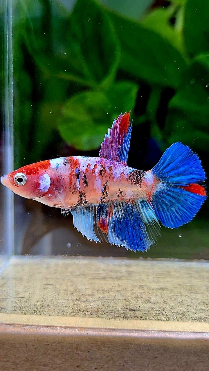 FEMALE HALFMOON KOI GALAXY MULTICOLOR BETTA FISH