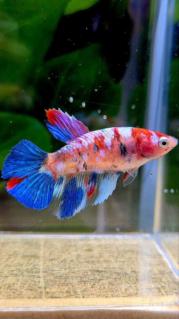 FEMALE HALFMOON KOI GALAXY MULTICOLOR BETTA FISH