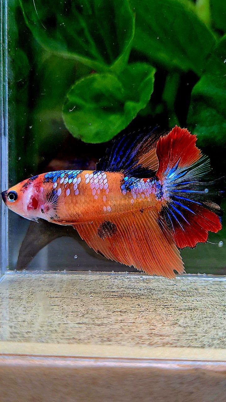 FEMALE HALFMOON ORANGE MULTICOLOR BETTA FISH