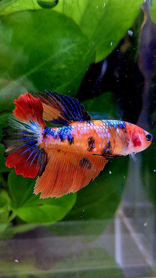 FEMALE HALFMOON ORANGE MULTICOLOR BETTA FISH