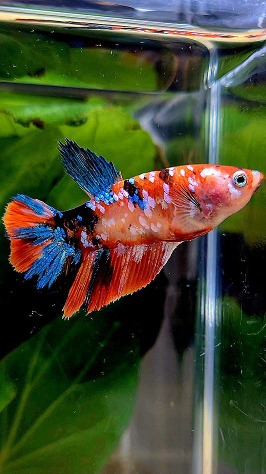 FEMALE HALFMOON ORANGE GALAXY MULTICOLOR BETTA FISH
