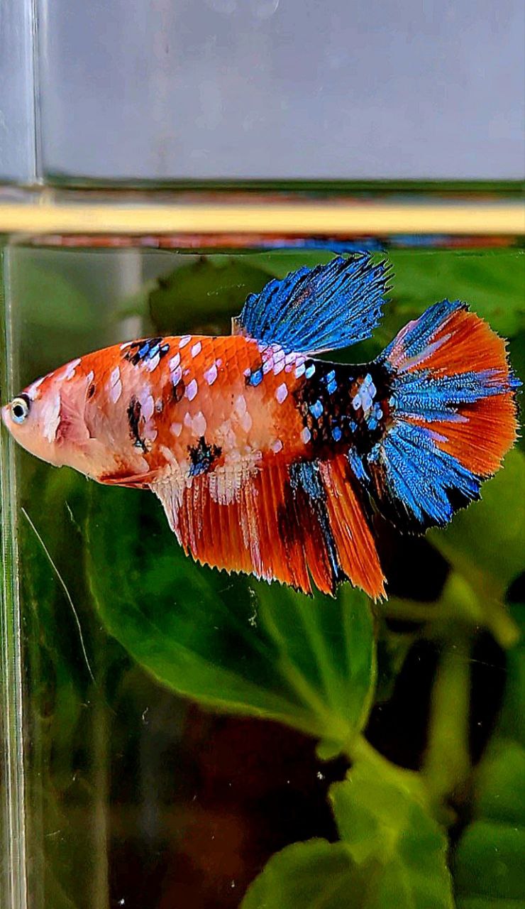FEMALE HALFMOON ORANGE GALAXY MULTICOLOR BETTA FISH