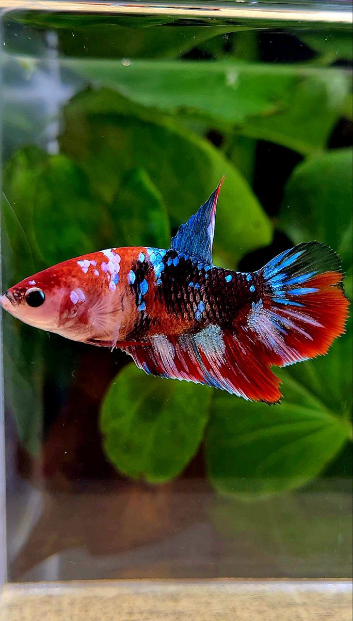 FEMALE HALFMOON RED BLACK GALAXY MULTICOLOR BETTA FISH
