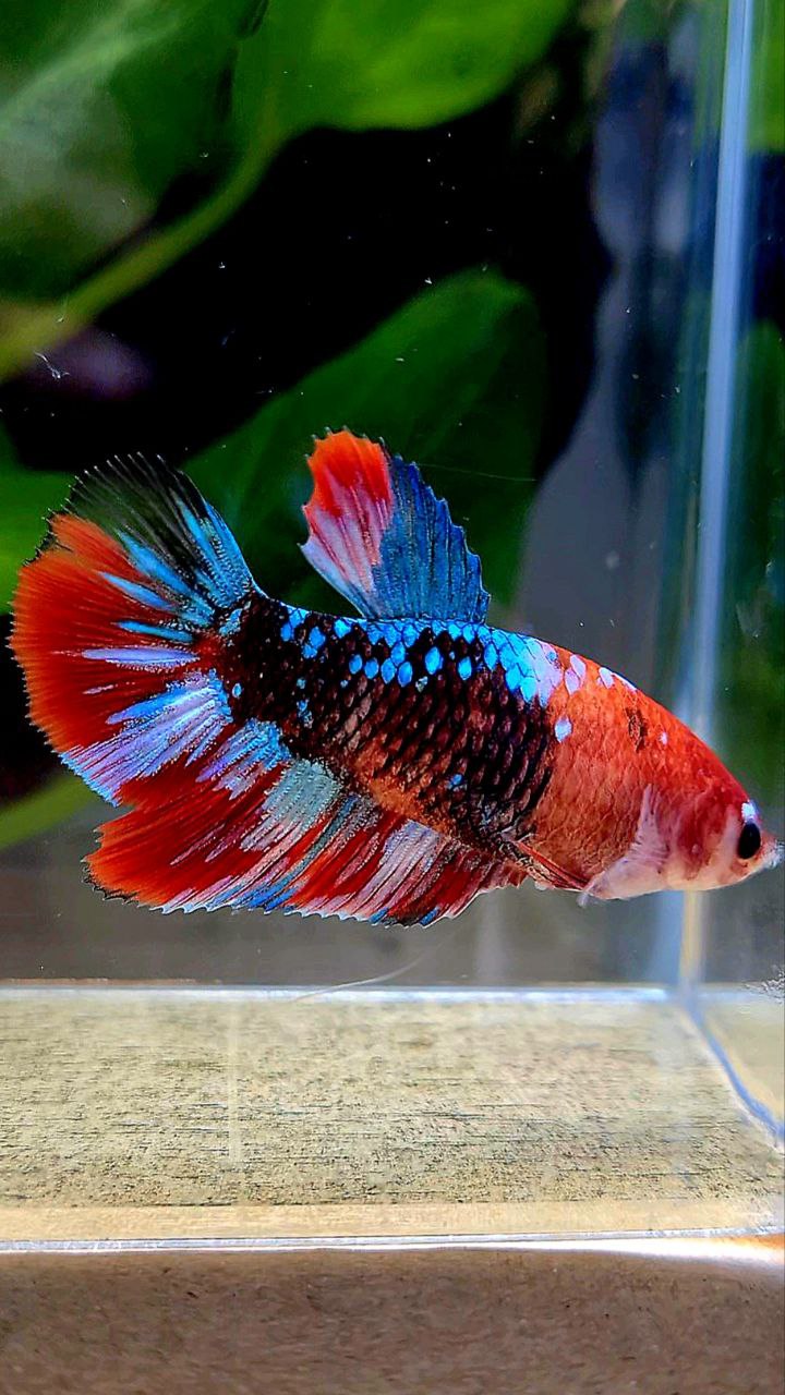 FEMALE HALFMOON RED BLACK GALAXY MULTICOLOR BETTA FISH