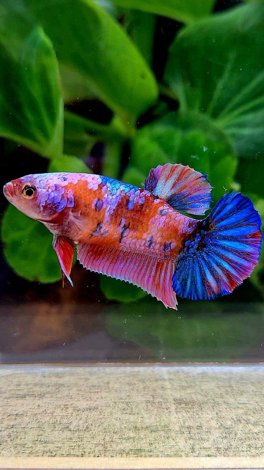 FEMALE PLAKAT GALAXY MULTICOLOR BETTA FISH