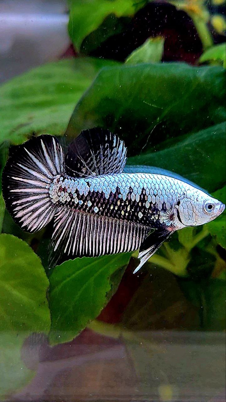 PLAKAT BLACK SAMURAI SNOW BETTA FISH