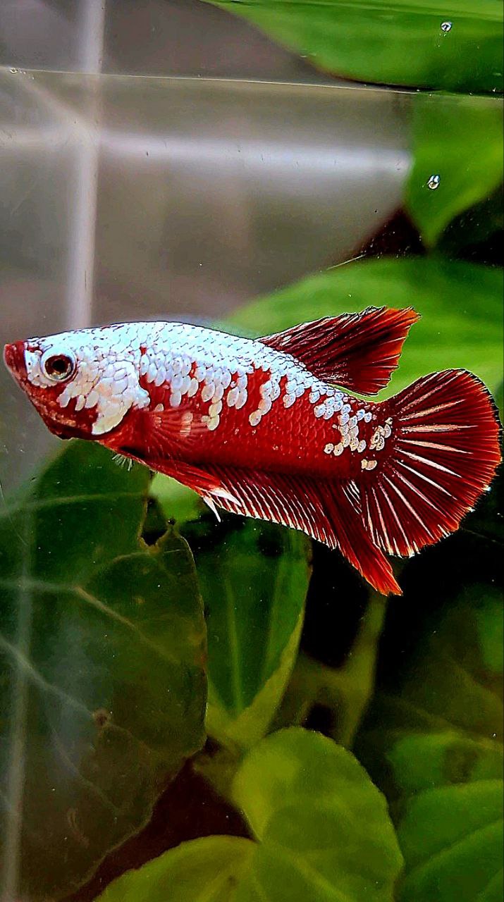 PLAKAT RED SAMURAI SNOW MAMBA BETTA FISH