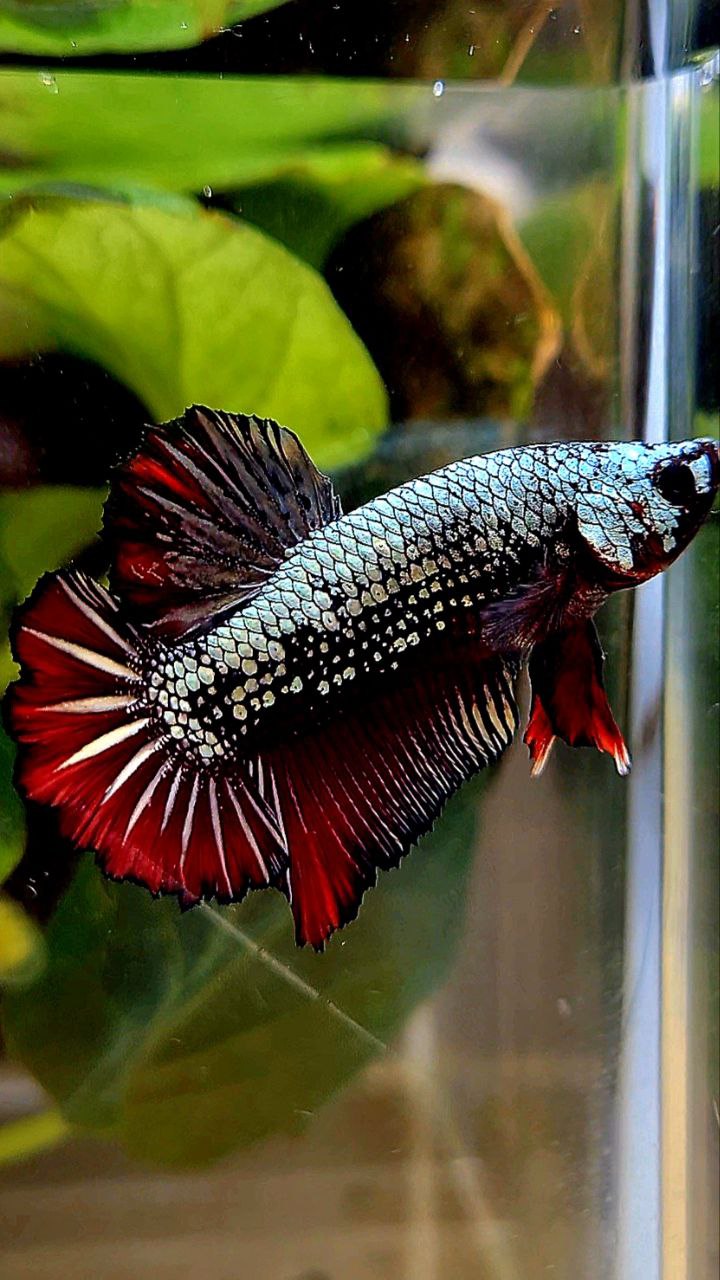 PLAKAT COPPER RED FANCY BETTA FISH