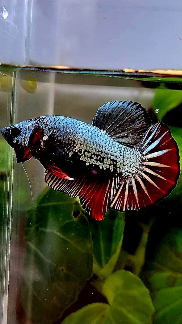 PLAKAT COPPER RED FANCY BETTA FISH
