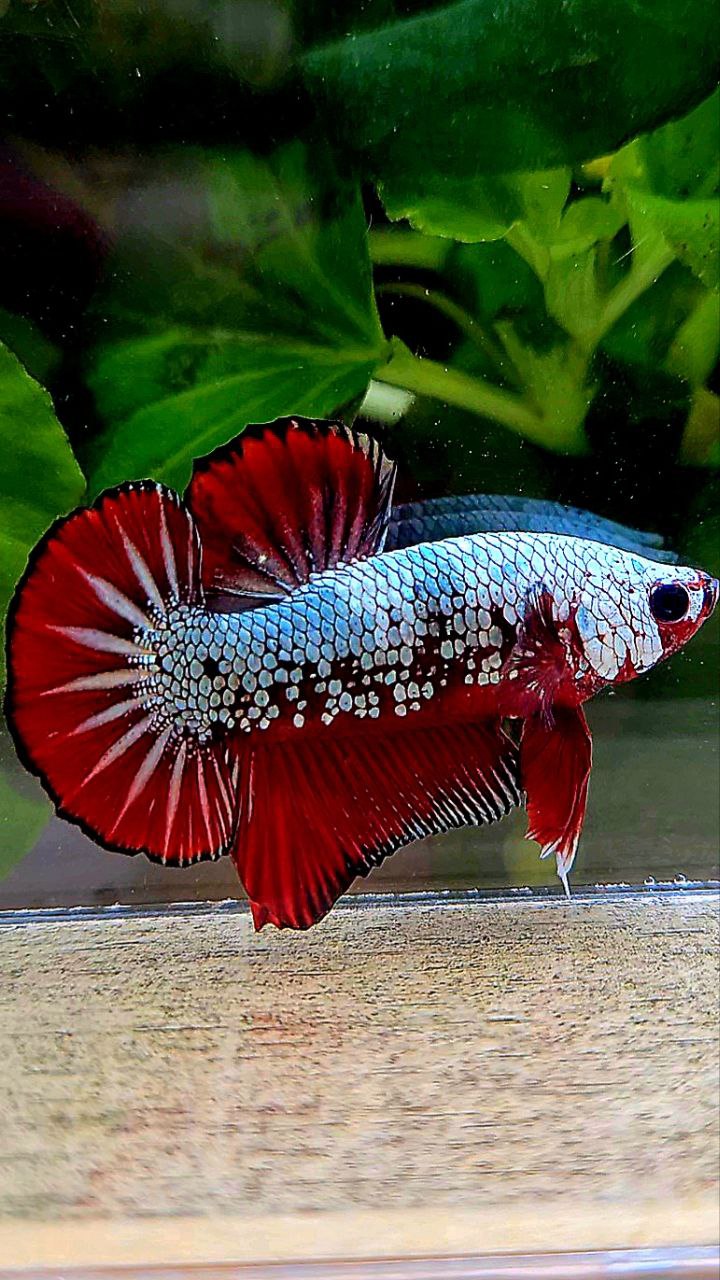 PLAKAT COPPER RED FANCY BETTA FISH