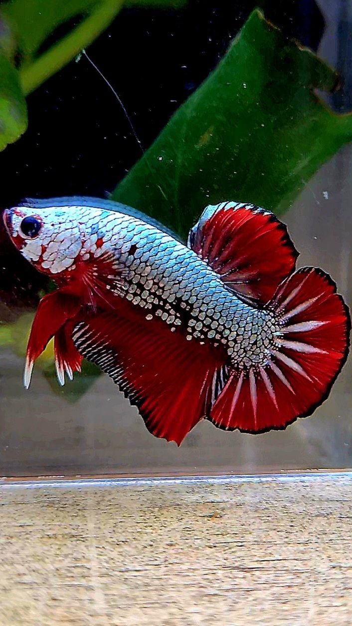 PLAKAT COPPER RED FANCY BETTA FISH