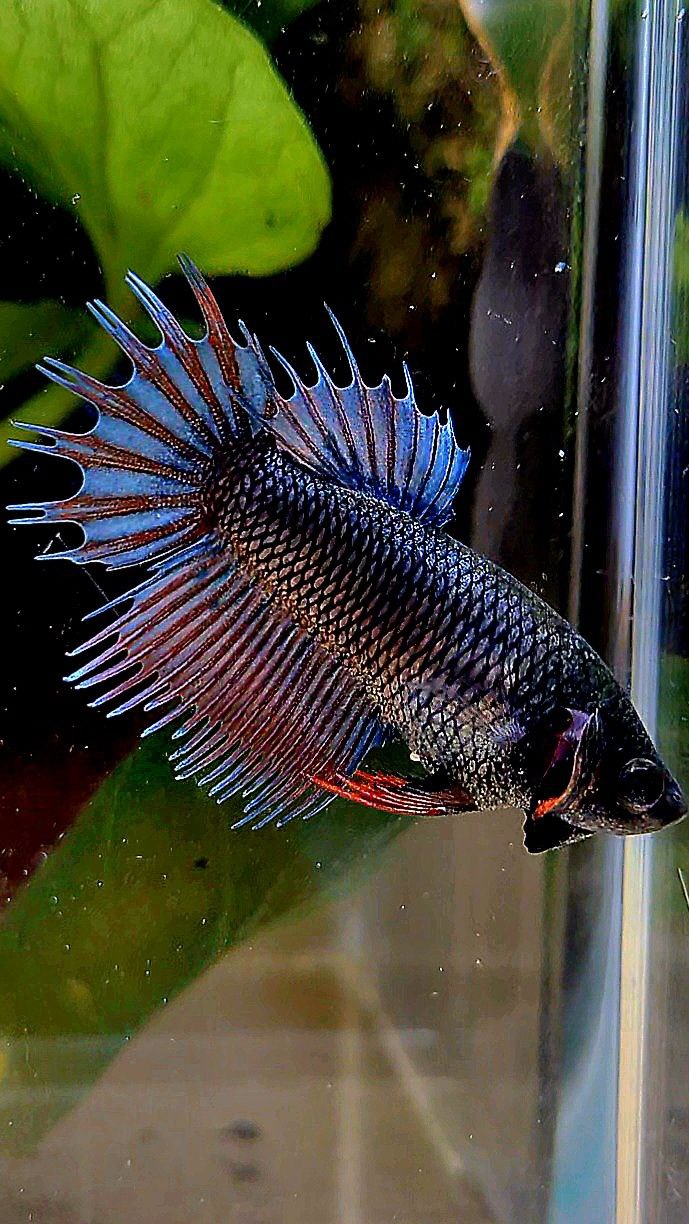 FEMALE KING CROWNTAIL DARK BLUE ORANGE BETTA FISH