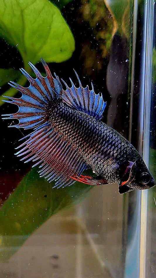 FEMALE KING CROWNTAIL DARK BLUE ORANGE BETTA FISH