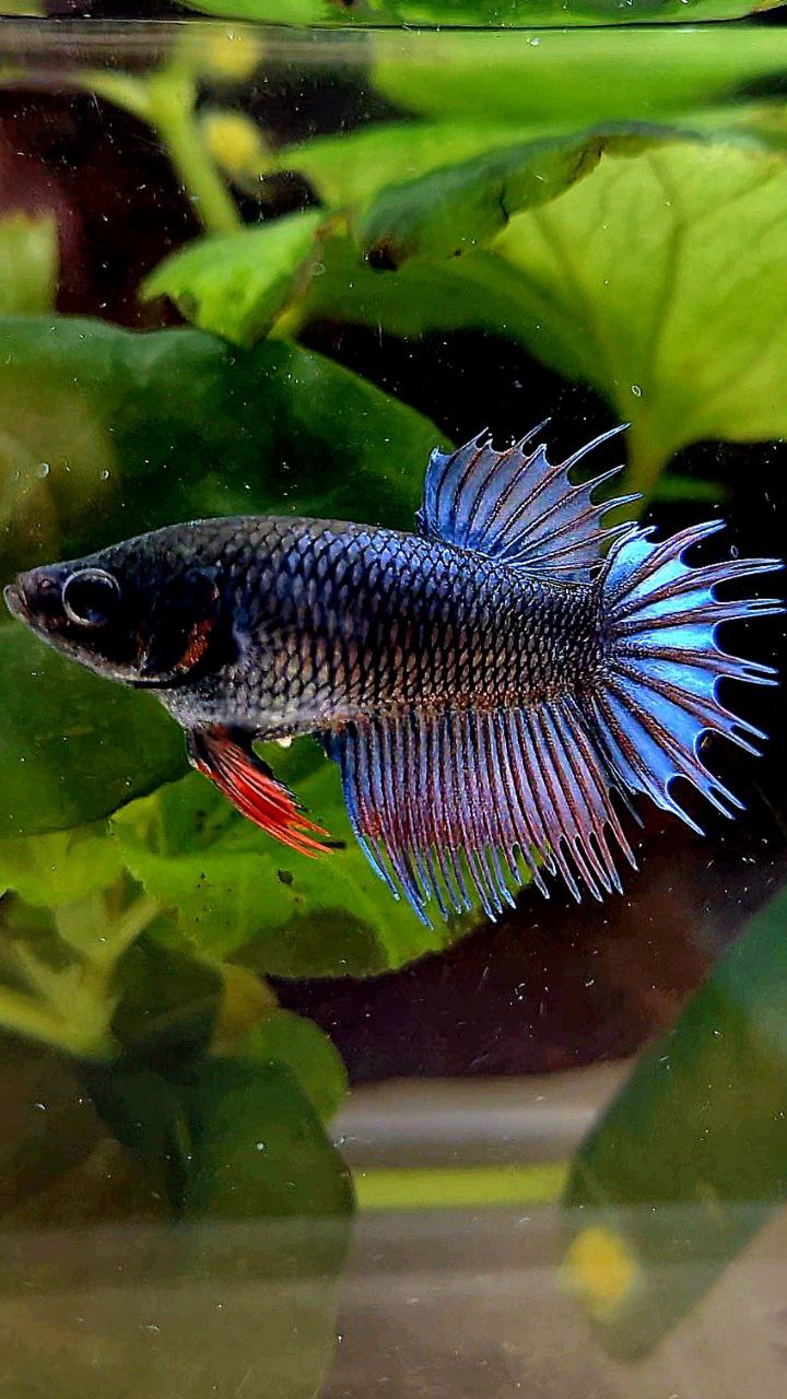 FEMALE KING CROWNTAIL DARK BLUE ORANGE BETTA FISH