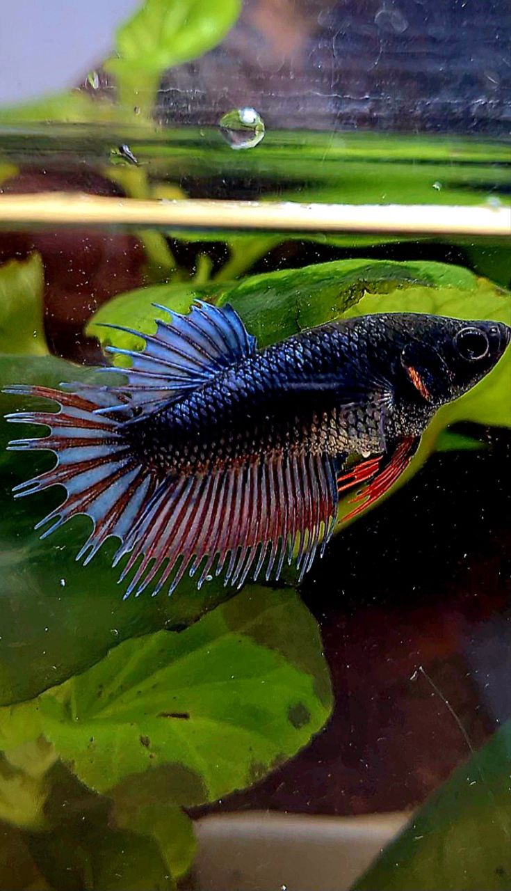 FEMALE KING CROWNTAIL DARK BLUE ORANGE BETTA FISH