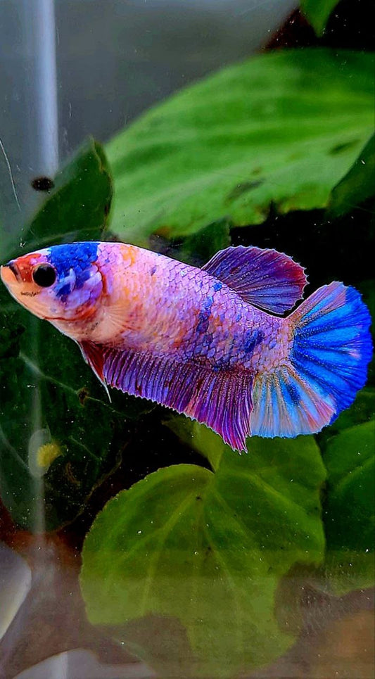 FEMALE PLAKAT PURPLE CANDY MULTICOLOR BETTA FISH