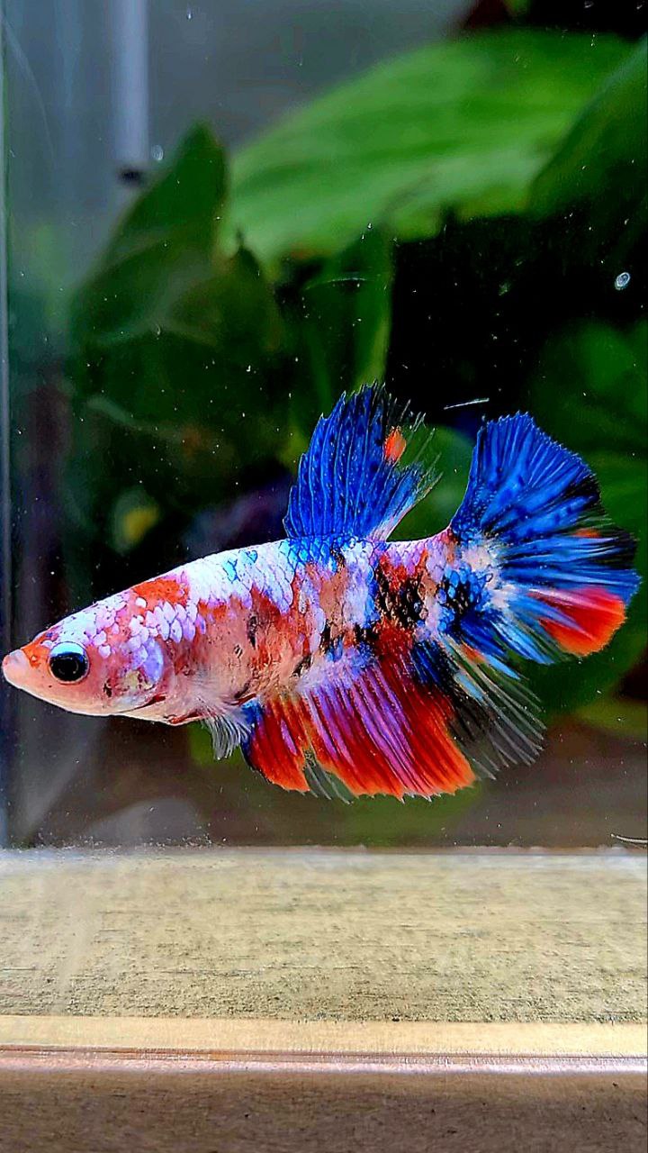 FEMALE HALFMOON KOI GALAXY MULTICOLOR BETTA FISH