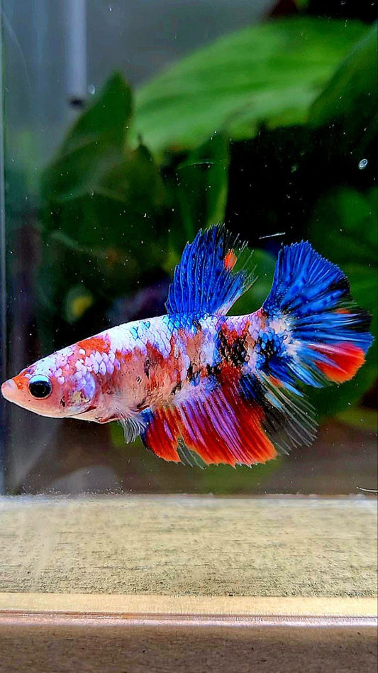 FEMALE HALFMOON KOI GALAXY MULTICOLOR BETTA FISH
