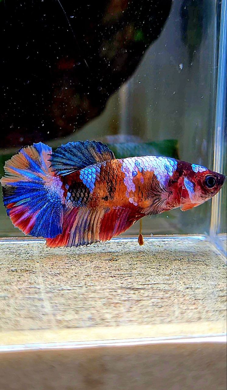 FEMALE PLAKAT GALAXY MULTICOLOR BETTA FISH
