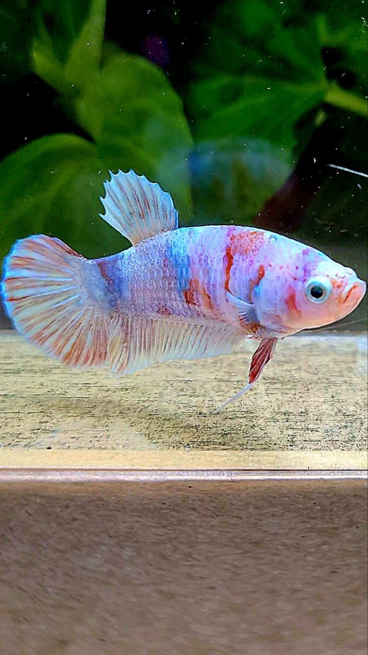 FEMALE PLAKAT BARONGSAI WHITE GALAXY MULTICOLOR BETTA FISH
