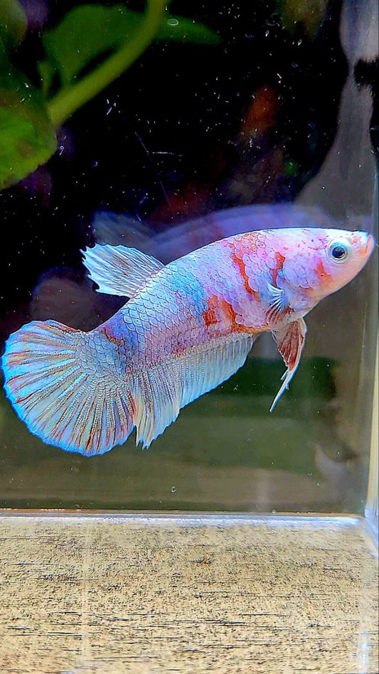 FEMALE PLAKAT BARONGSAI WHITE GALAXY MULTICOLOR BETTA FISH