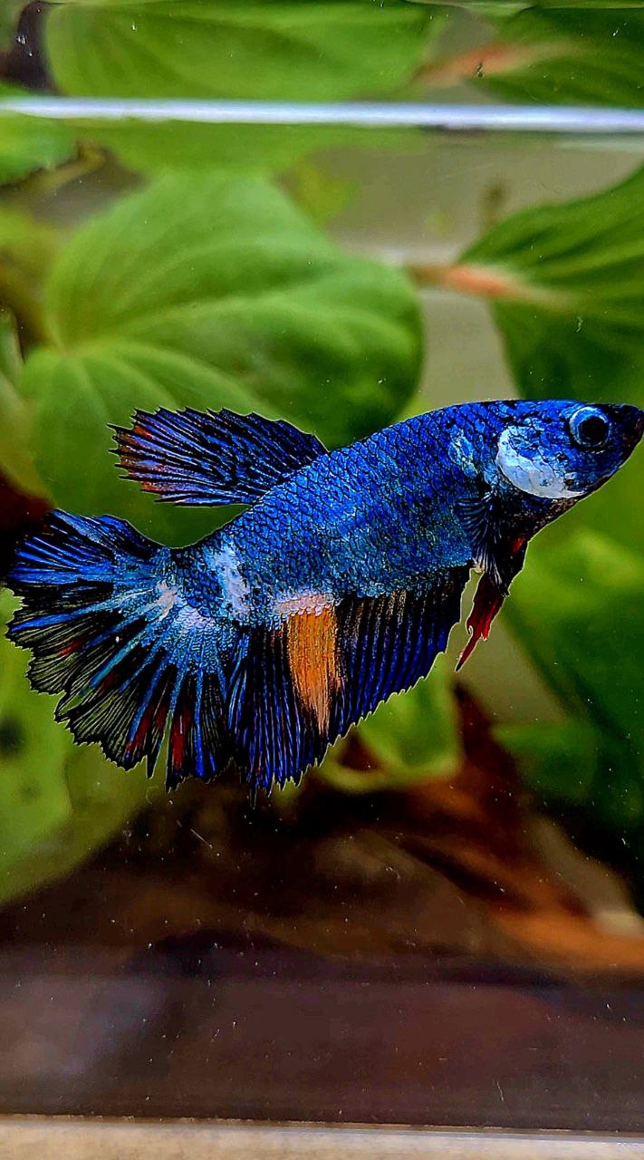 FEMALE HALFMOON ROSETAIL BLUE PANDA MULTICOLOR BETTA FISH