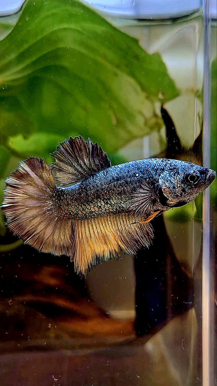 FEMALE HALFMOON ROSETAIL COPPER DRAGON YELLOW MUSTARD BETTA FISH