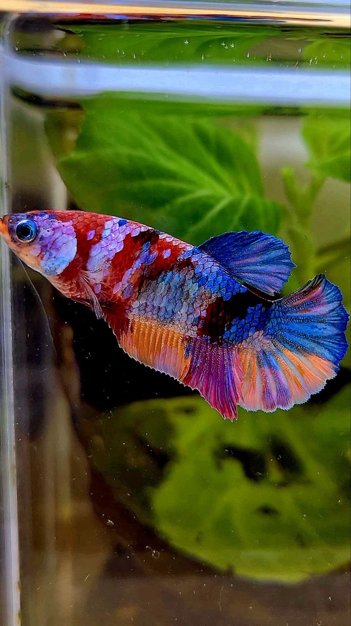 FEMALE PLAKAT ORANGE CANDY GALAXY MULTICOLOR BETTA FISH