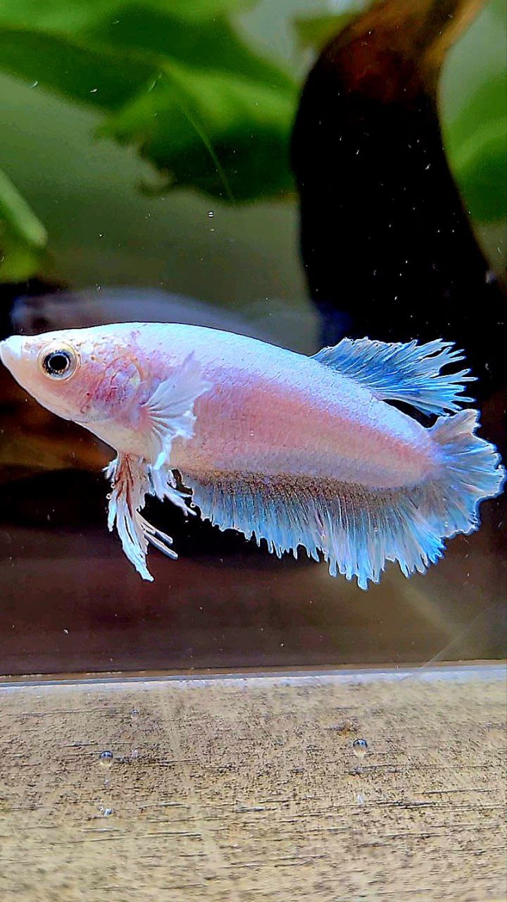 FEMALE HALFMOON FEATHER TAIL DUMBO EAR WHITE BETTA FISH