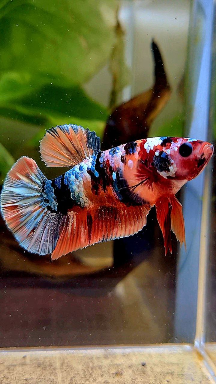 FEMALE PLAKAT ORANGE COPPER GALAXY MULTICOLOR BETTA FISH