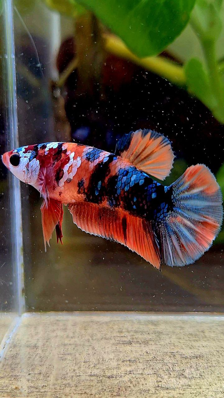 FEMALE PLAKAT ORANGE COPPER GALAXY MULTICOLOR BETTA FISH