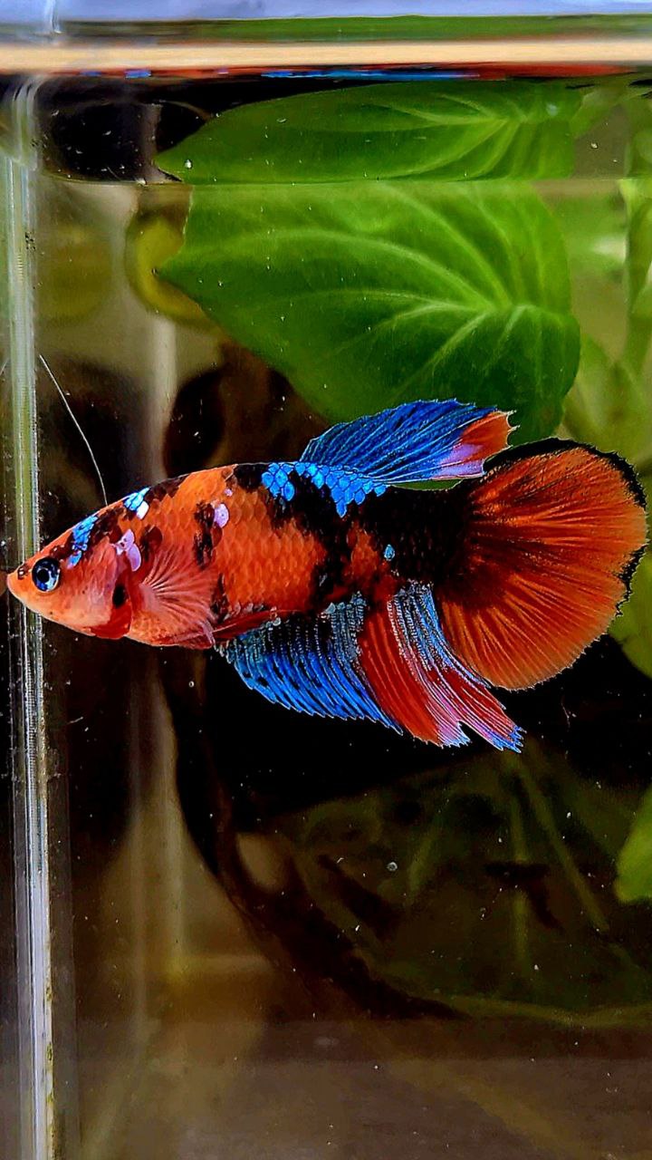FEMALE HALFMOON ORANGE GALAXY MULTICOLOR BETTA FISH